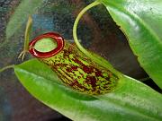 Nepenthes x trichocarpa 2